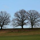 Wiesenlandschaft