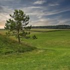 Wiesenlandschaft