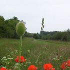 Wiesenlandschaft