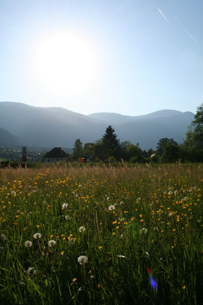 wiesenlandschaft