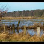 Wiesenlandschaft