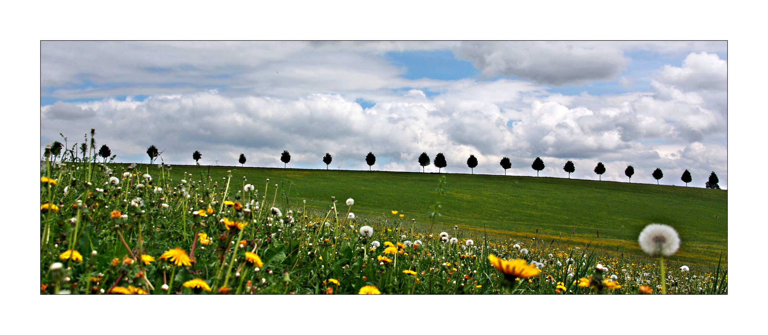 Wiesenlandschaft