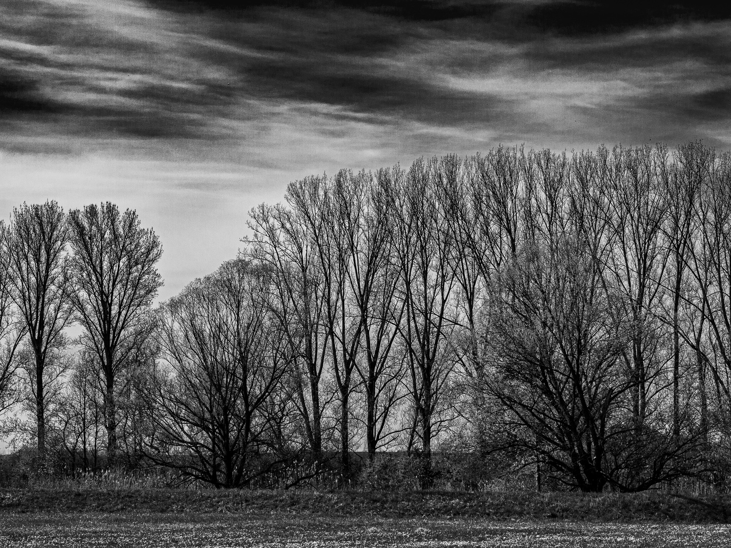 Wiesenlandschaft