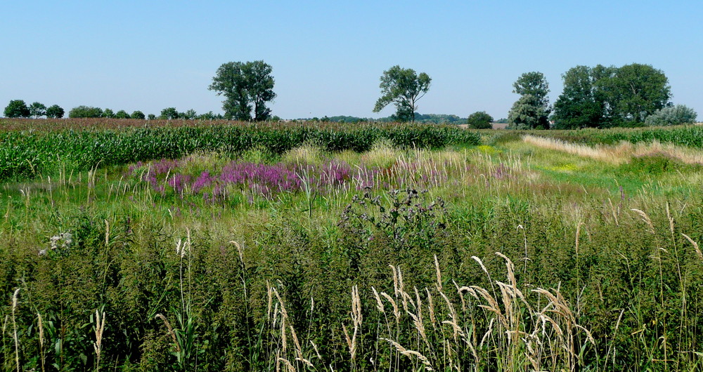 Wiesenlandschaft