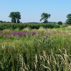 Wiesenlandschaft