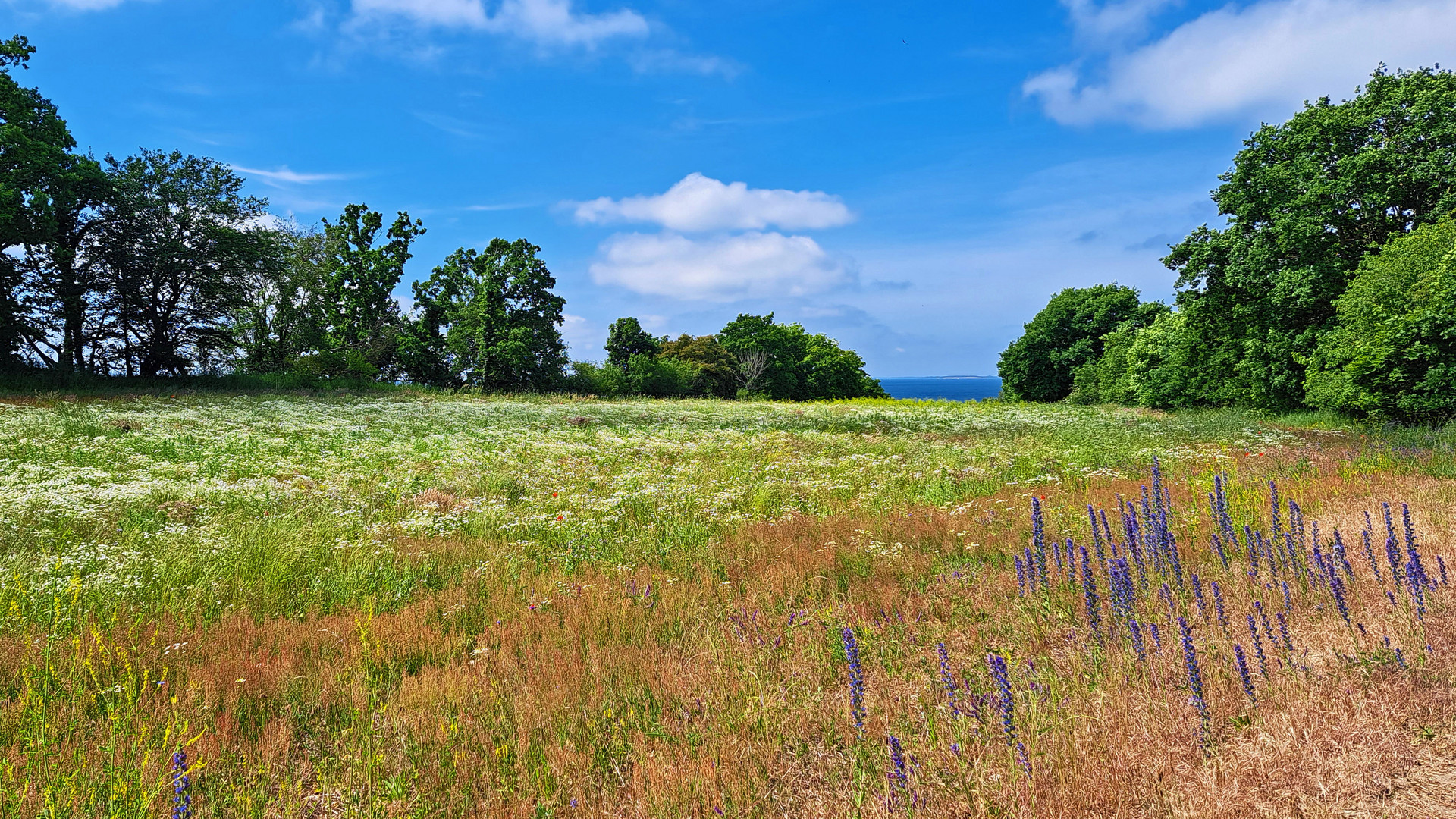 Wiesenlandschaft