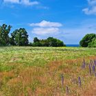 Wiesenlandschaft