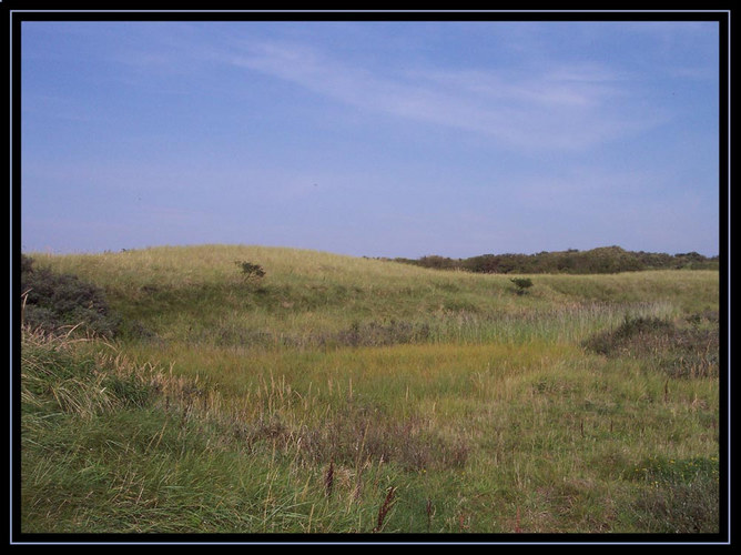 Wiesenlandschaft