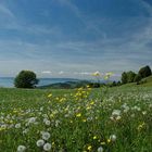 Wiesenlandschaft am Hang des Mont Pèlerin (Schweiz)