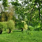 Wiesenlandschaft am Niederrhein