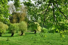 Wiesenlandschaft am Niederrhein