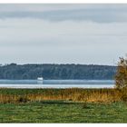 Wiesenlandschaft auf Ummanz