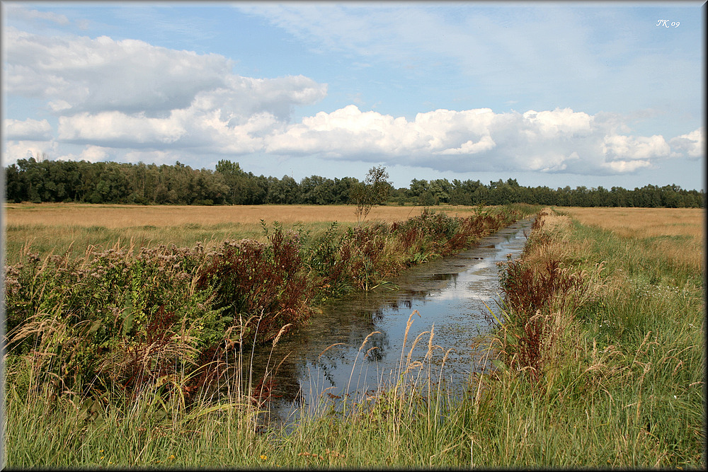 Wiesenlandschaft