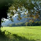 Wiesenlandschaft  im Münstertal, Südbaden