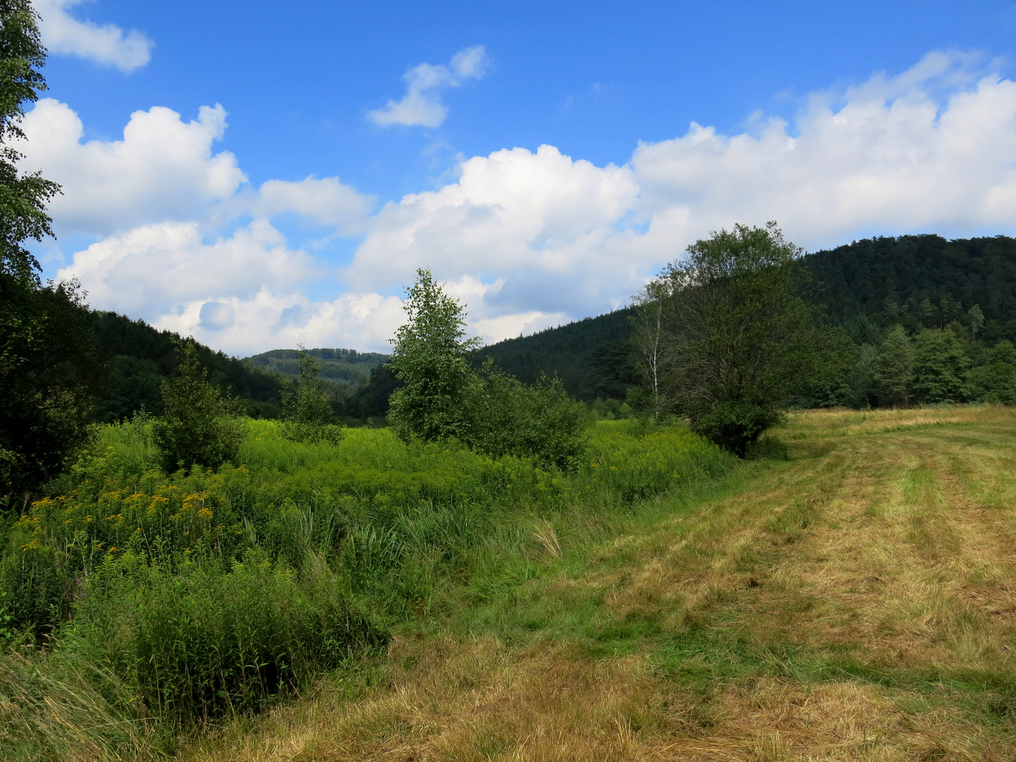 Wiesenlandschaft im Pfälzer Wald