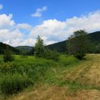 Wiesenlandschaft im Pfälzer Wald