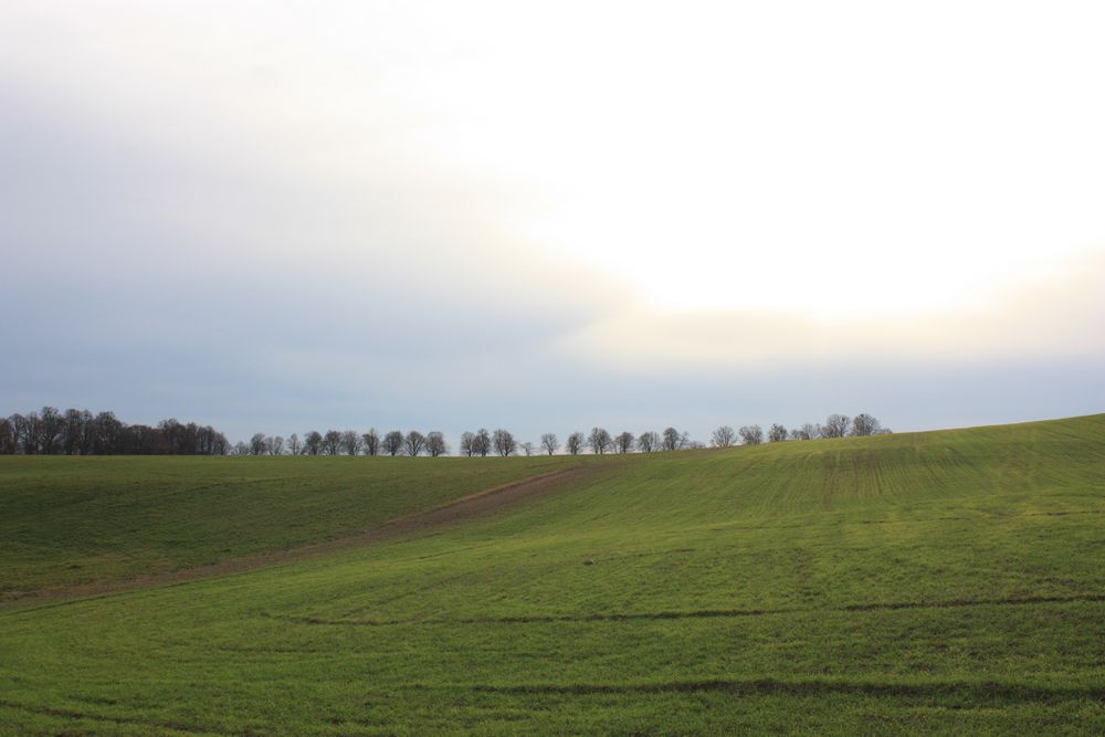 Wiesenlandschaft mit Allee