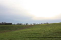 Wiesenlandschaft mit Allee