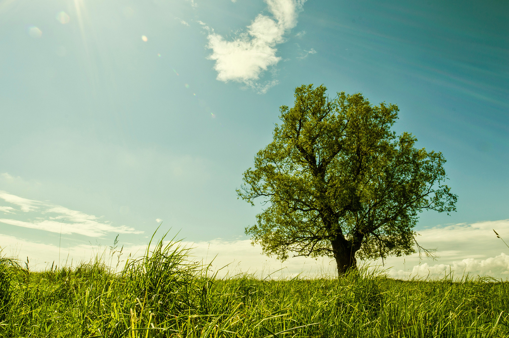 Wiesenlandschaft mit Baum