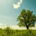 Wiesenlandschaft mit Baum