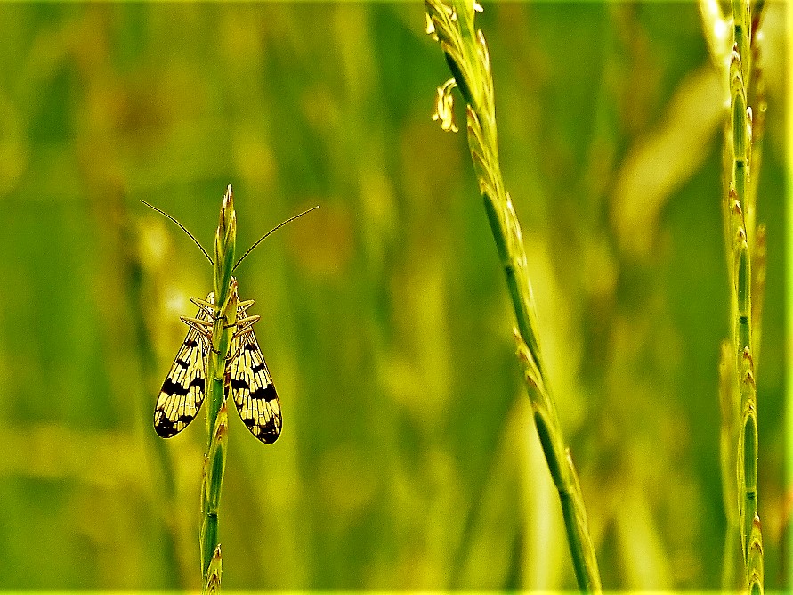 Wiesenleben