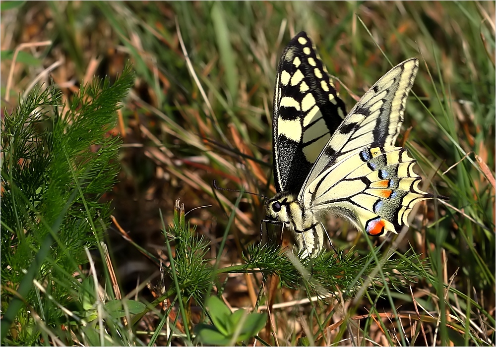 Wiesenleben