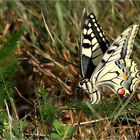 Wiesenleben