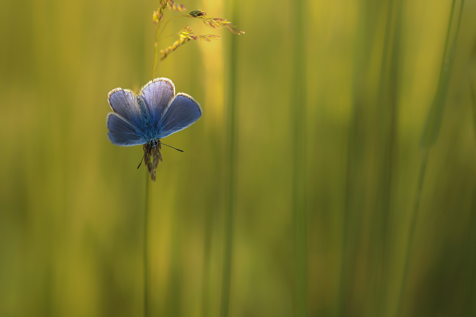 Wiesenleuchten 