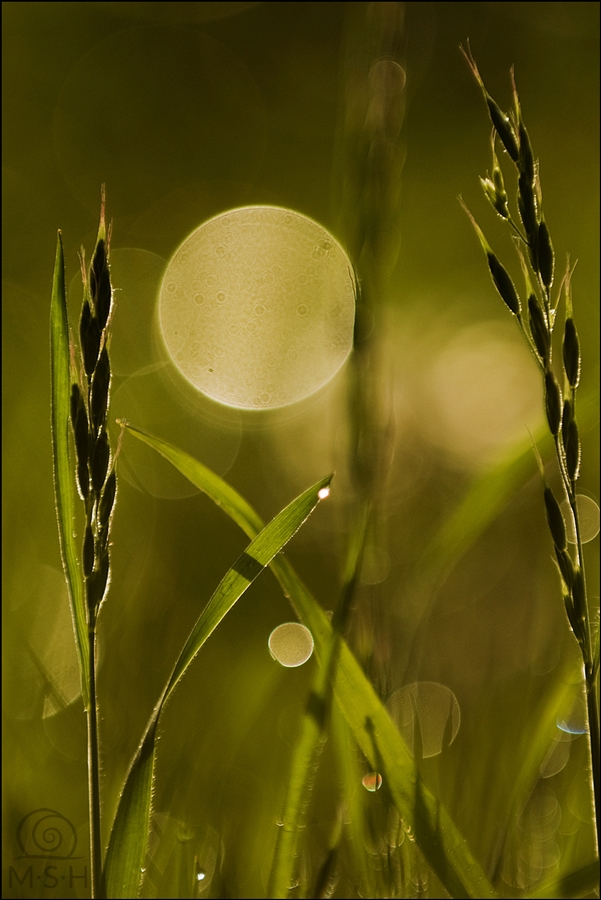 Wiesenlicht