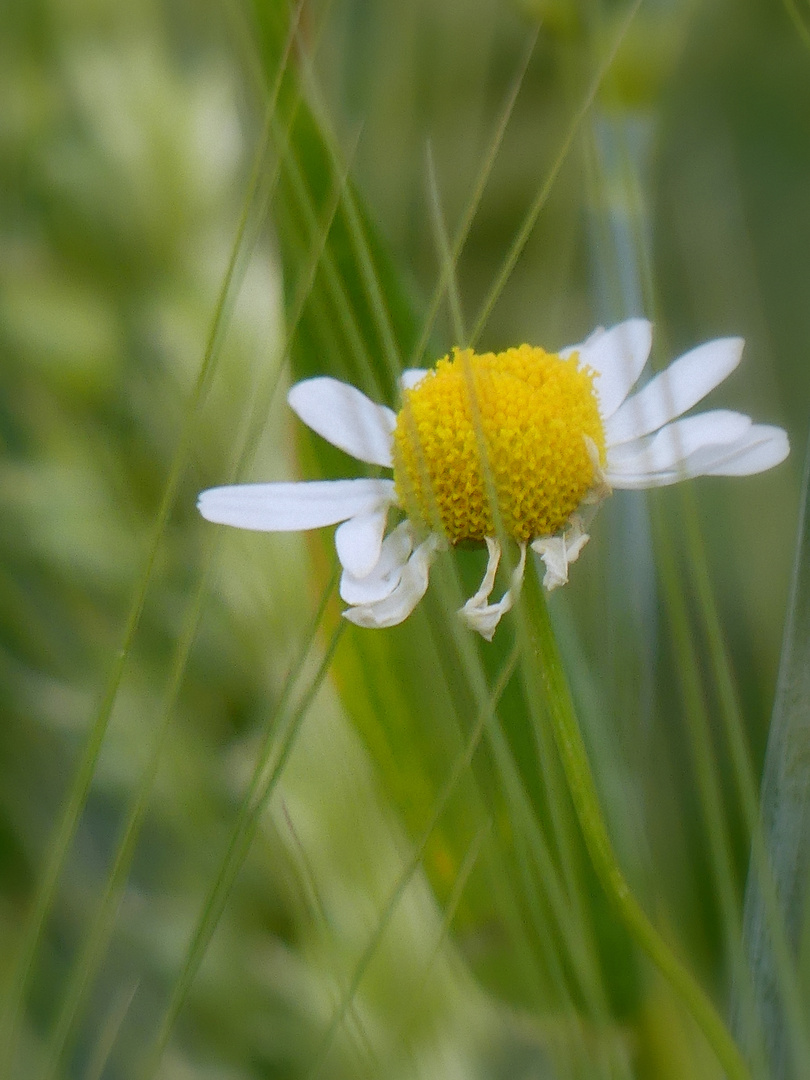 Wiesenlied 12