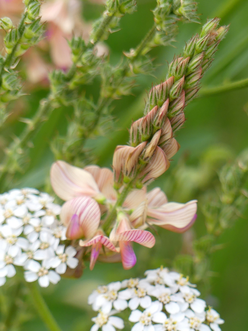 Wiesenlied 2