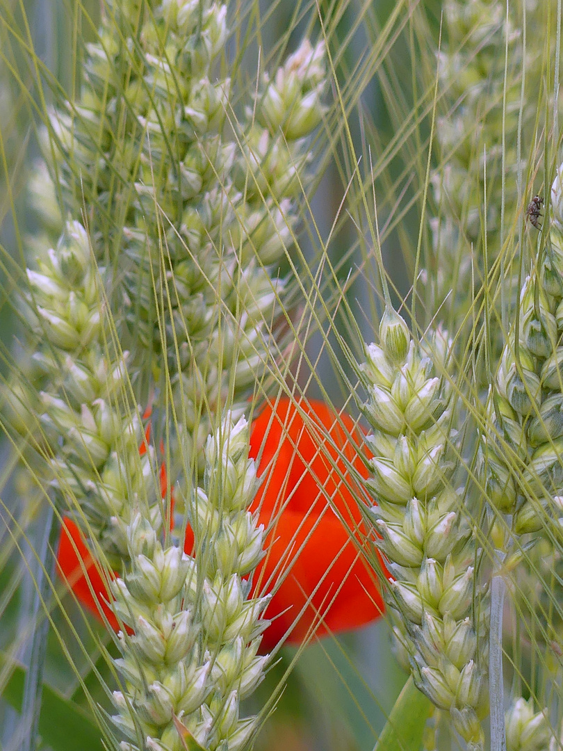 Wiesenlied 5