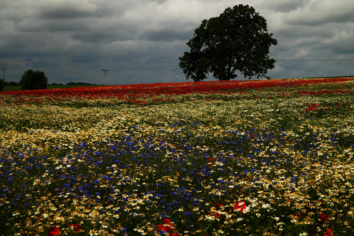 Wiesenlust