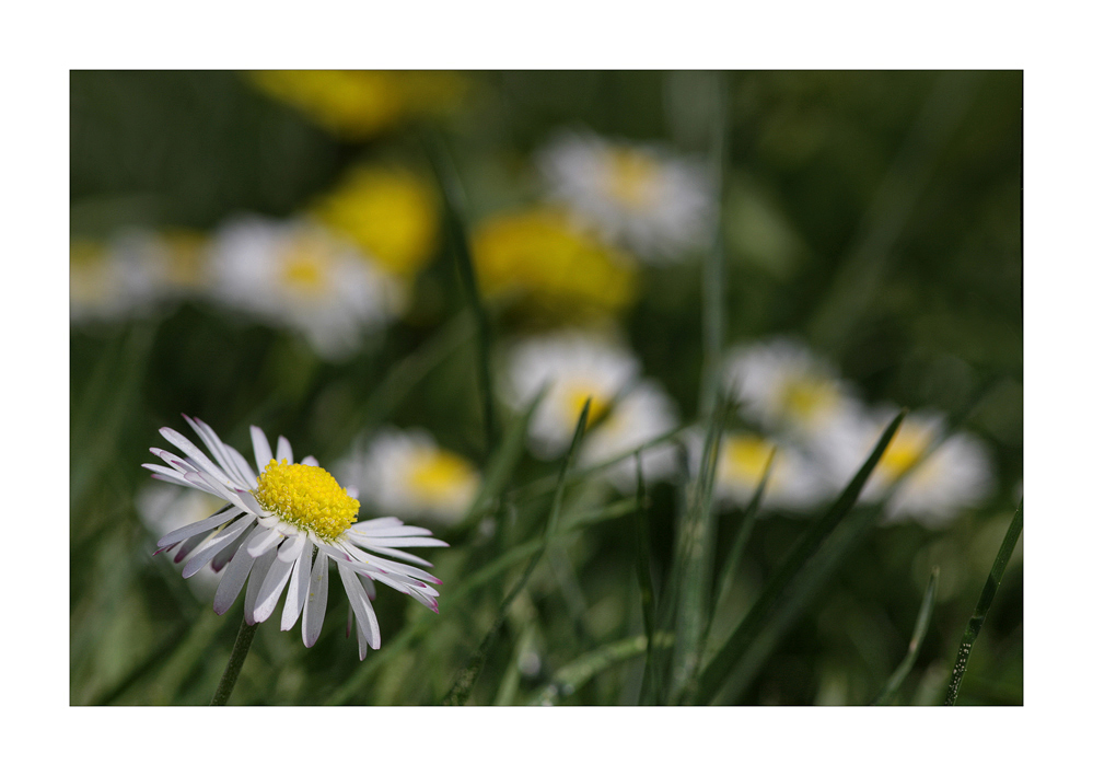 Wiesenmakro von J.K.-Fotografie