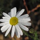 Wiesenmargarite im Morgentau