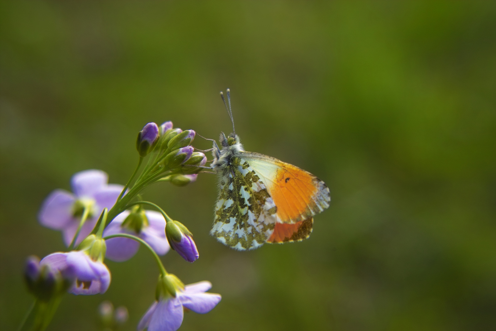 Wiesenmedley 6