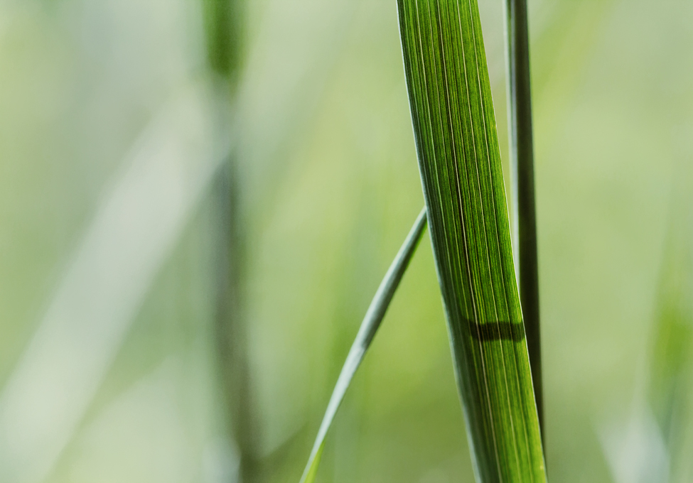 Wiesen.Mikado