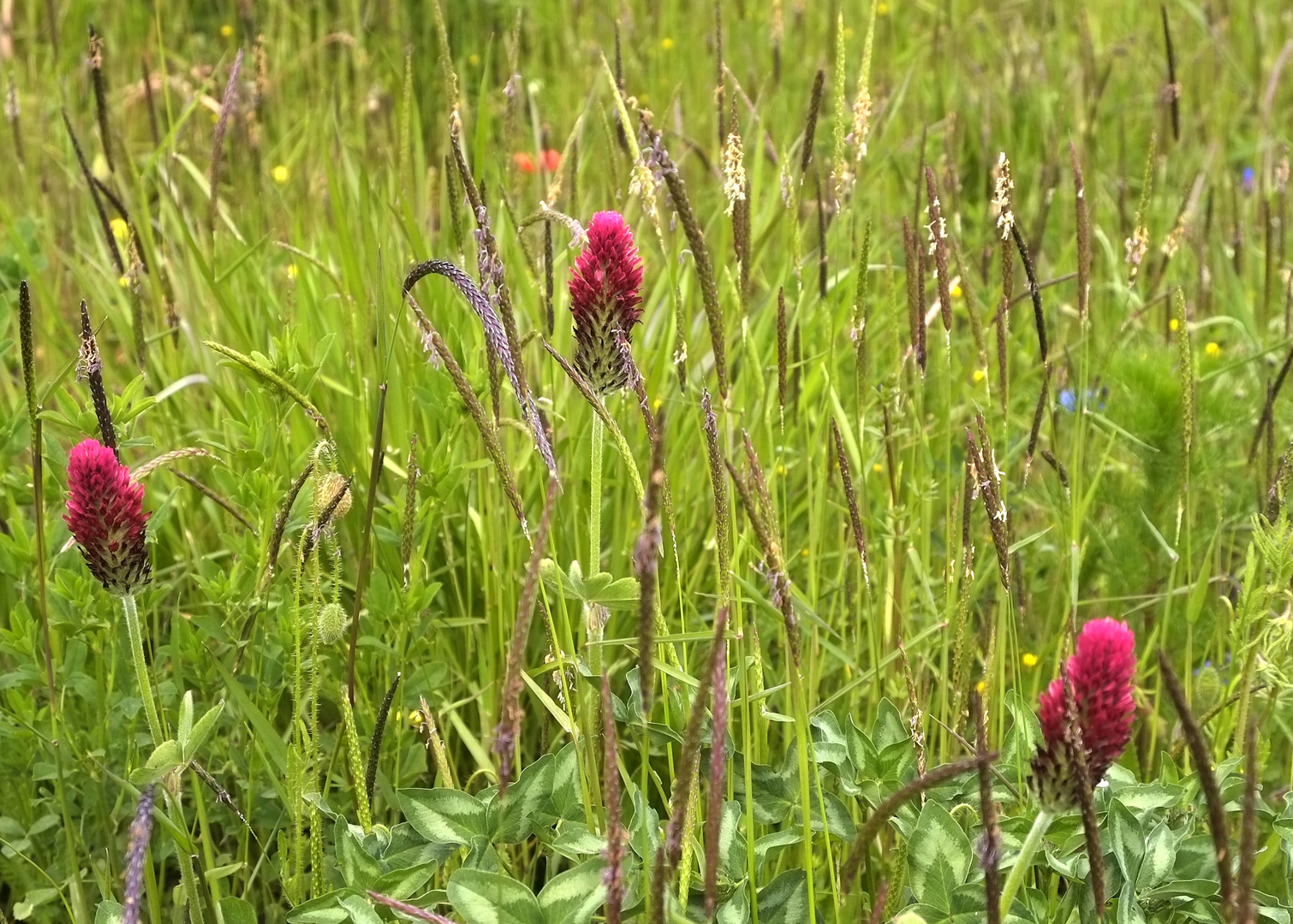 Wiesenmittwochsblümchen