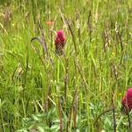 Wiesenmittwochsblümchen