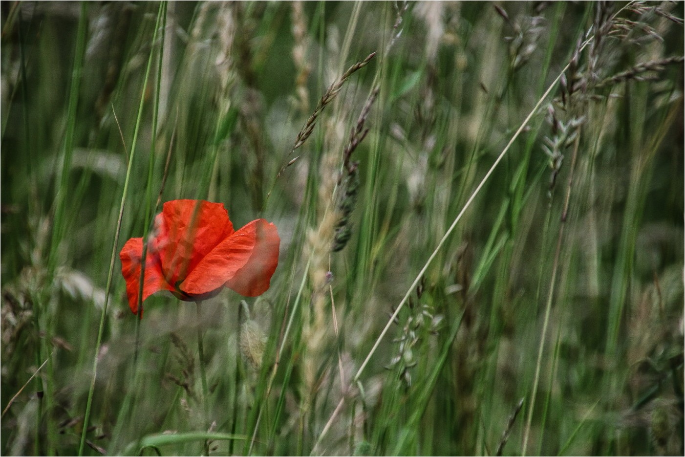 Wiesenmohn