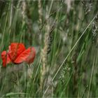 Wiesenmohn