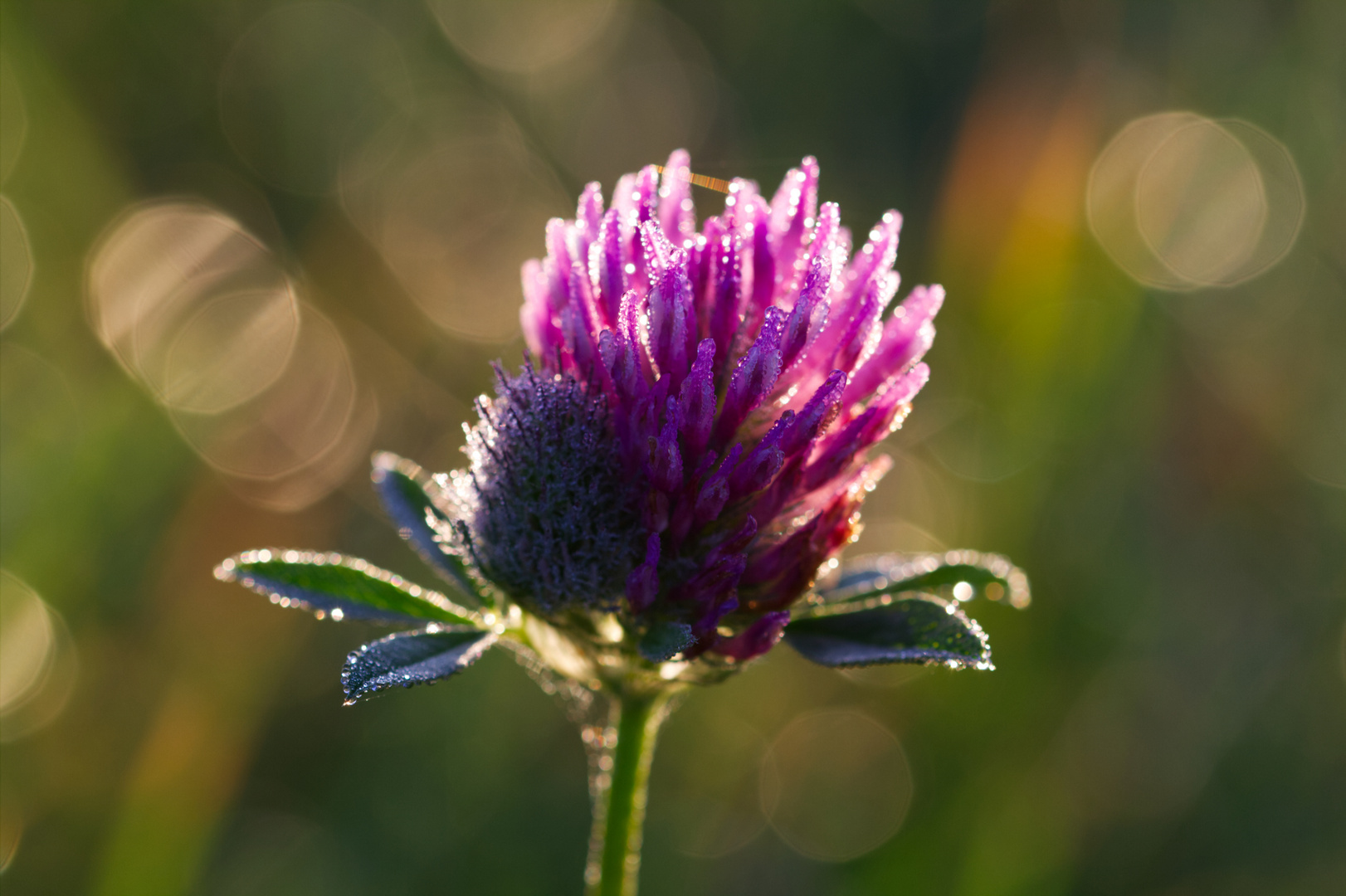 Wiesenmorgen