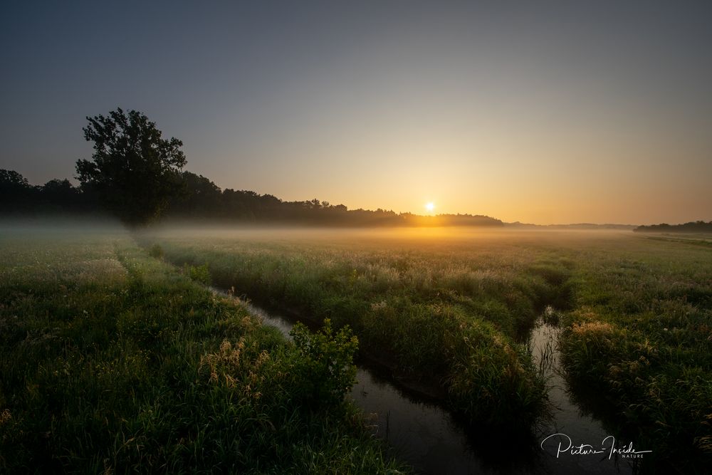 Wiesen:Nebel