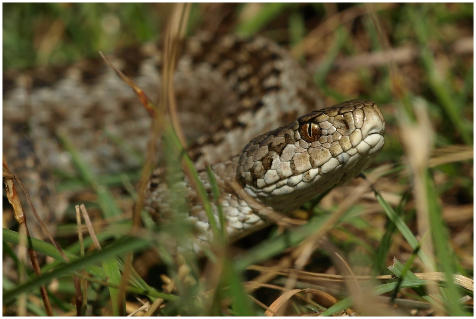 Wiesenotter (Vipera ursinii)