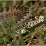 Wiesenotter (Vipera ursinii)