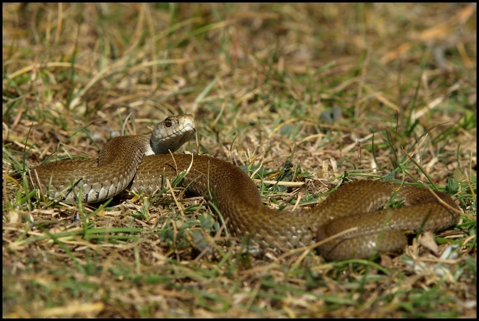 Wiesenotter (Vipera ursinii ursinii)