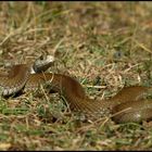 Wiesenotter (Vipera ursinii ursinii)