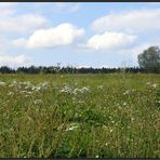 Wiesenpano