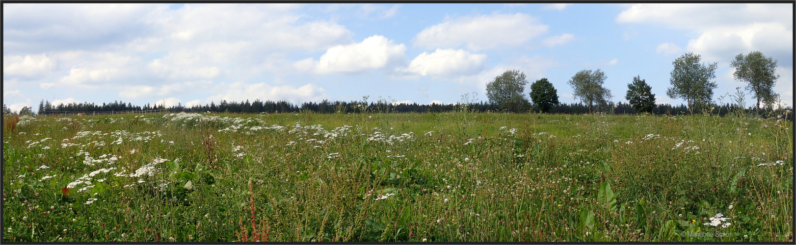 Wiesenpano