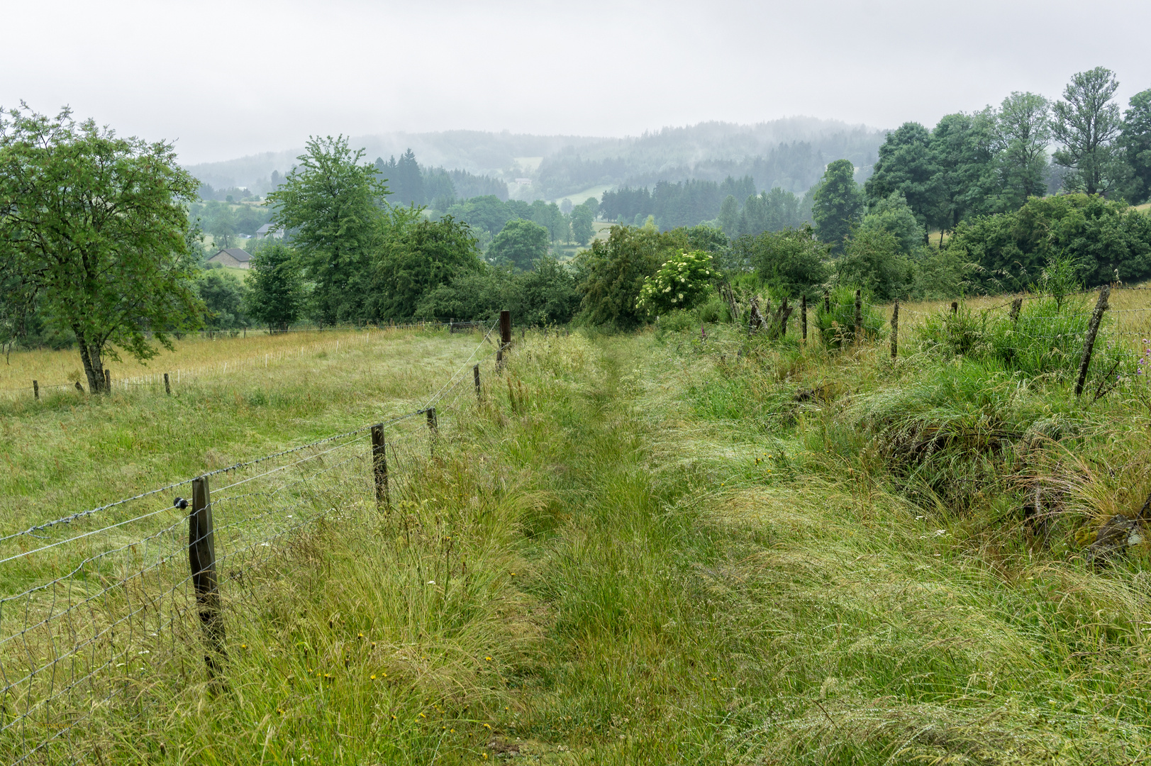 Wiesenpfad